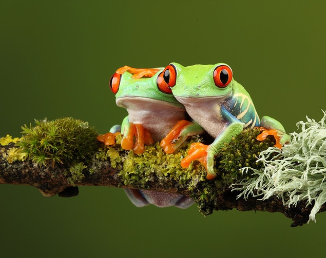 Two Frogs paint by numbers