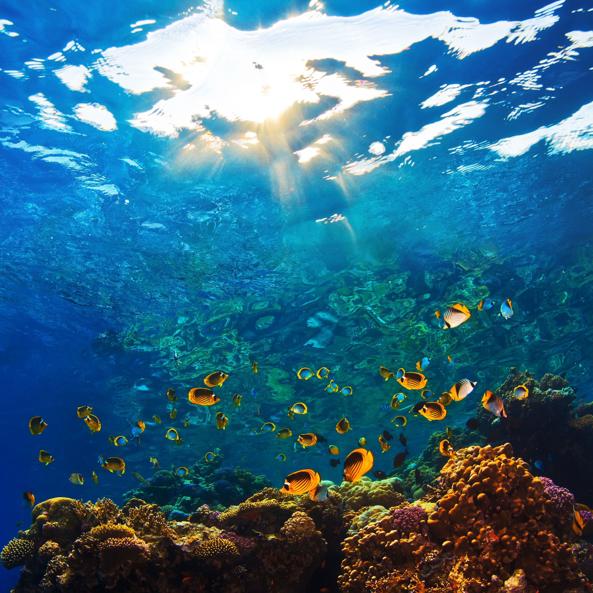 Under water world Painting kit