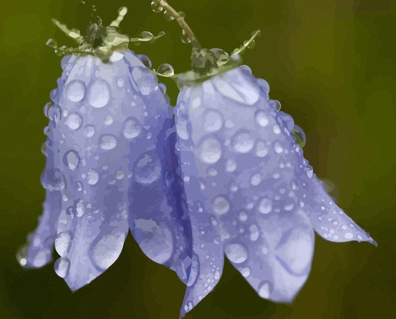 Wet Harebell painting kit