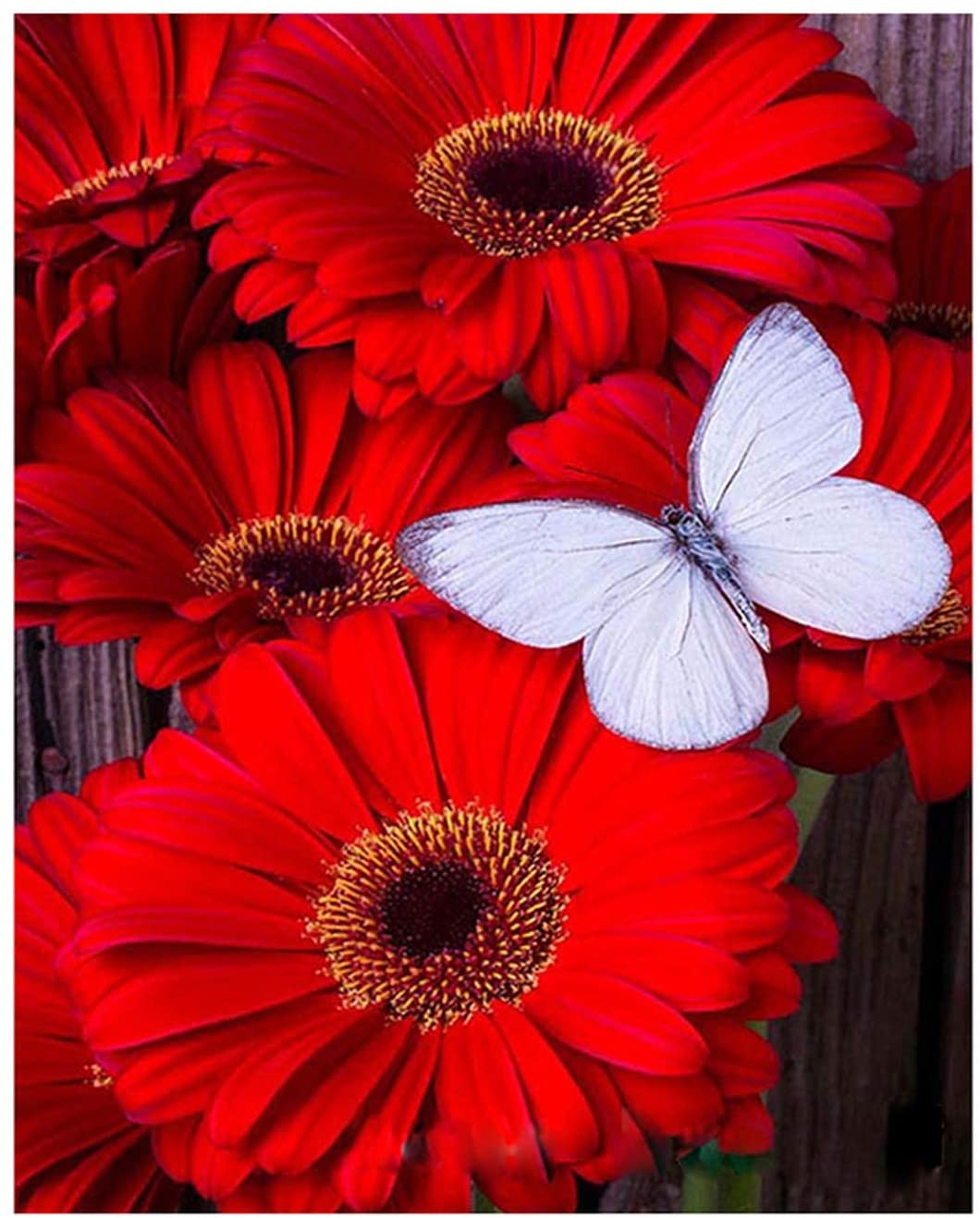 White Butterfly With Red Flowers