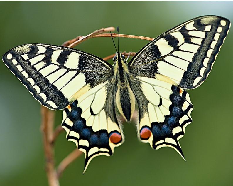 Butterfly paint by numbers