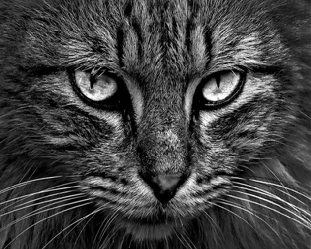 Wild Cat painting