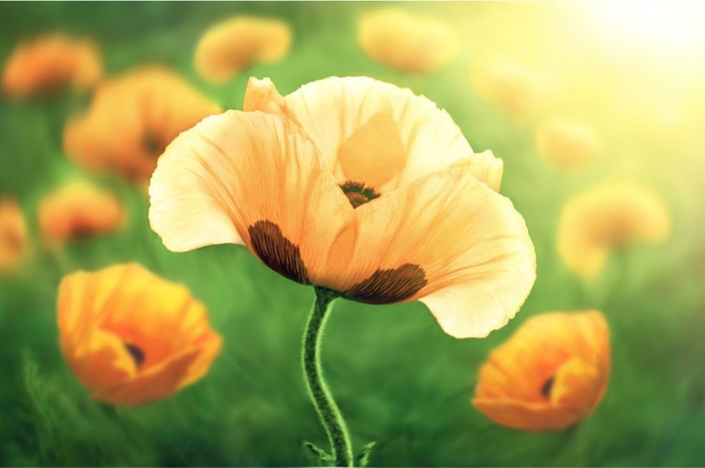 Yellow Flower Painting Kit