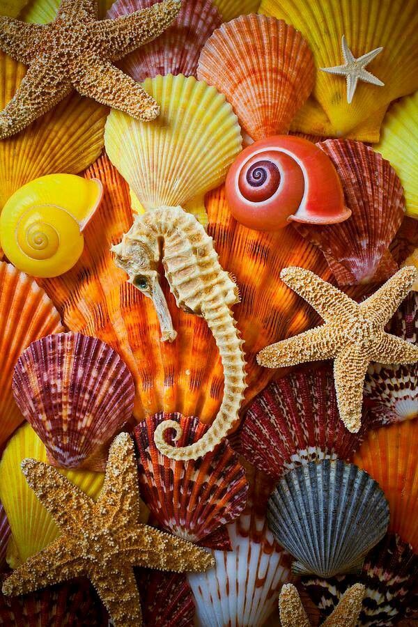  shells and star fish painting by number