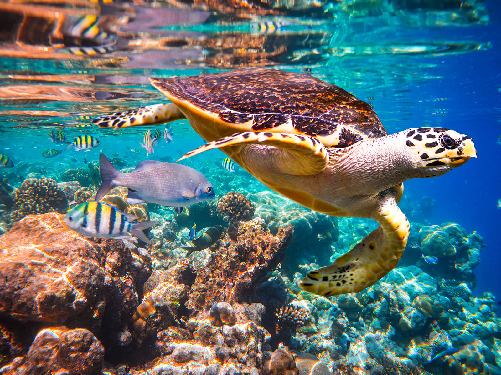 housereefmaldivessnorkeling
