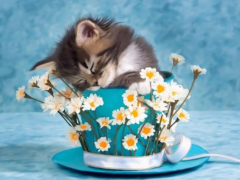 Sleeping Cat Paint Kit
